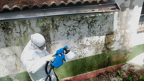 Top rated local Crawl Space Mold Remediation specialists in Howell, MI